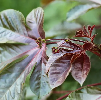 Jathropa Leaves