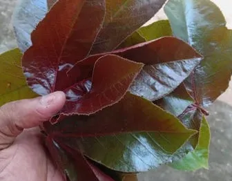 Jathropa Leaves