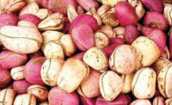 Cola nuts