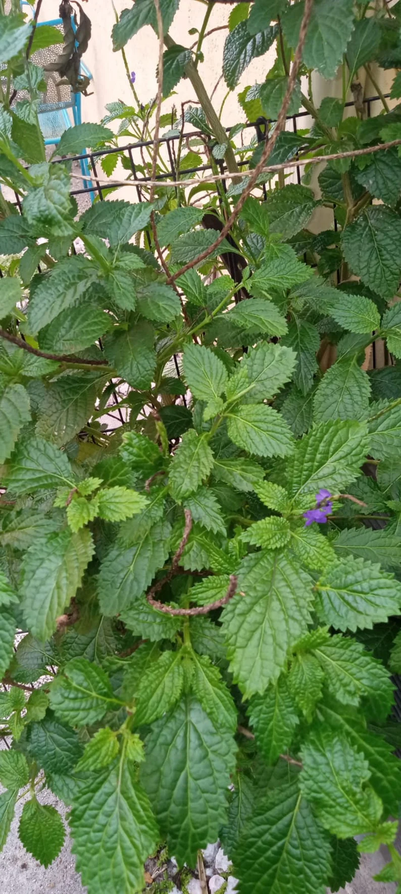 Vervain leaves ( Fey Vevenn )