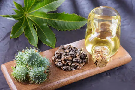 Castor Oil ( Lwil Maskriti )